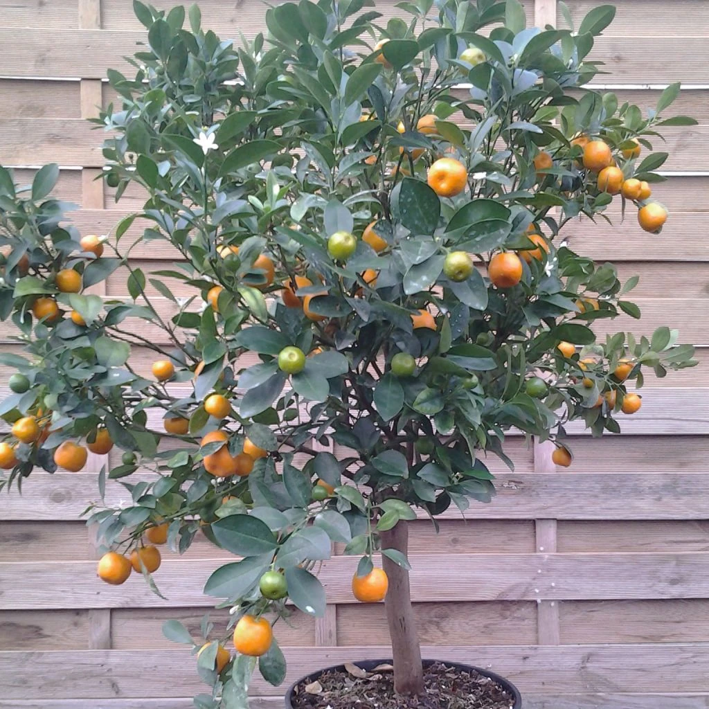 Calamondin - Citrus Madurensis (mitis) 1 Calamondin - Citrus Madurensis (mitis)