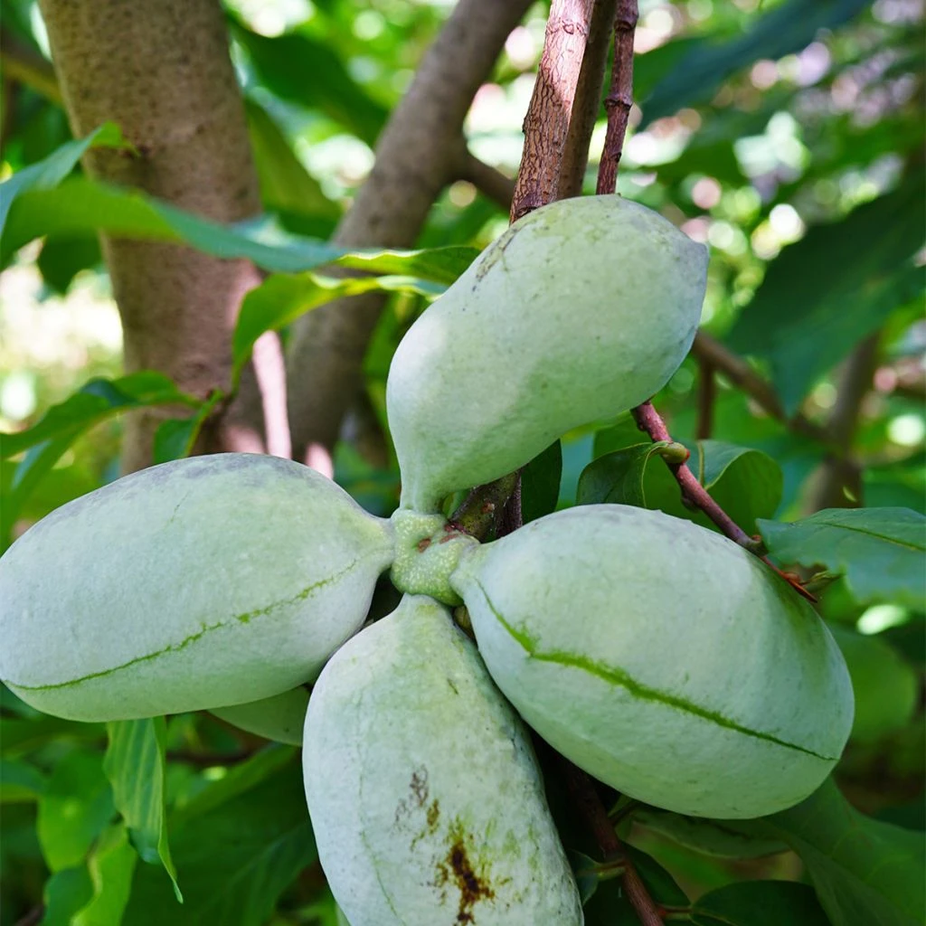 Asimina Triloba Susquehanna Peterson Pawpaws 1 Asimina Triloba Susquehanna Peterson Pawpaws