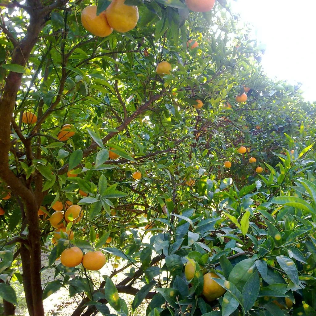Mandarinier Satsuma - Citrus Unshiu 1 Mandarinier Satsuma - Citrus Unshiu