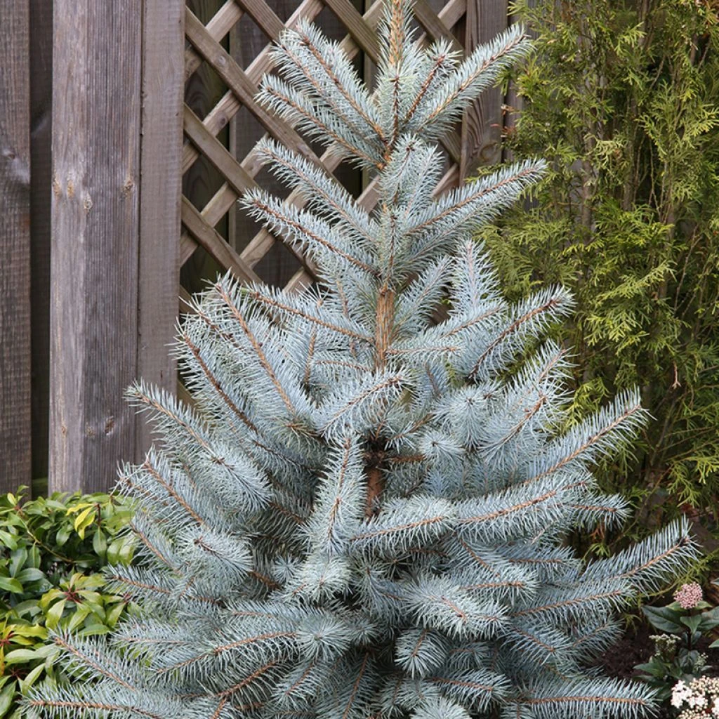 Epicéa Bleu - Picea Pungens Edith 1 Epicéa Bleu - Picea Pungens Edith