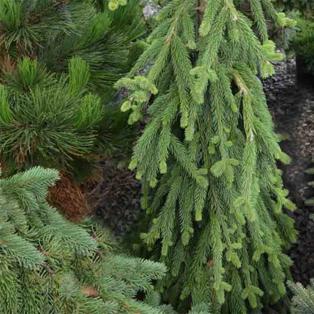 Picea Abies Frohburg - Epicea Pleureur 1 Picea Abies Frohburg - Epicea Pleureur