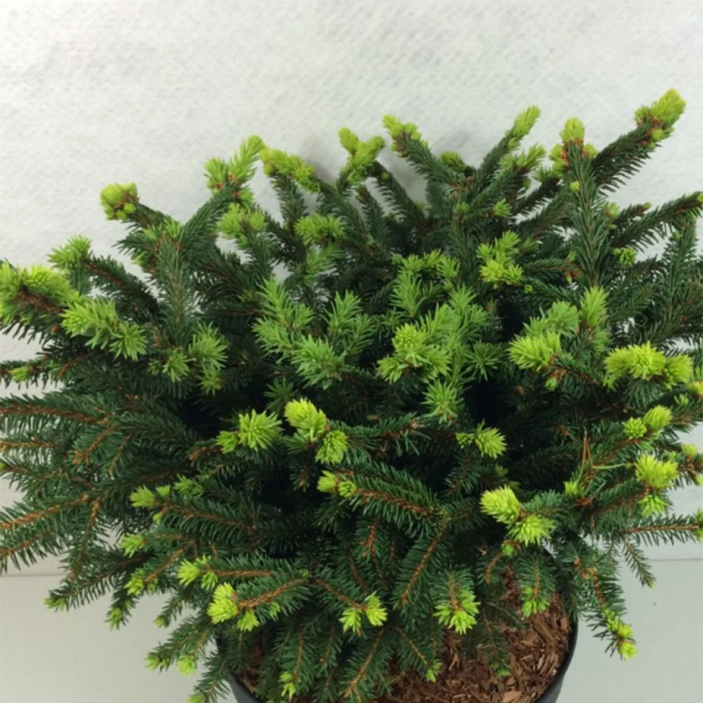 Epicea Commun - Picea Abies Hana Subutus 1 Epicea Commun - Picea Abies Hana Subutus