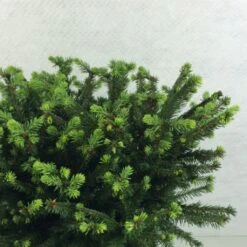 Epicea Commun - Picea Abies Maxwellii