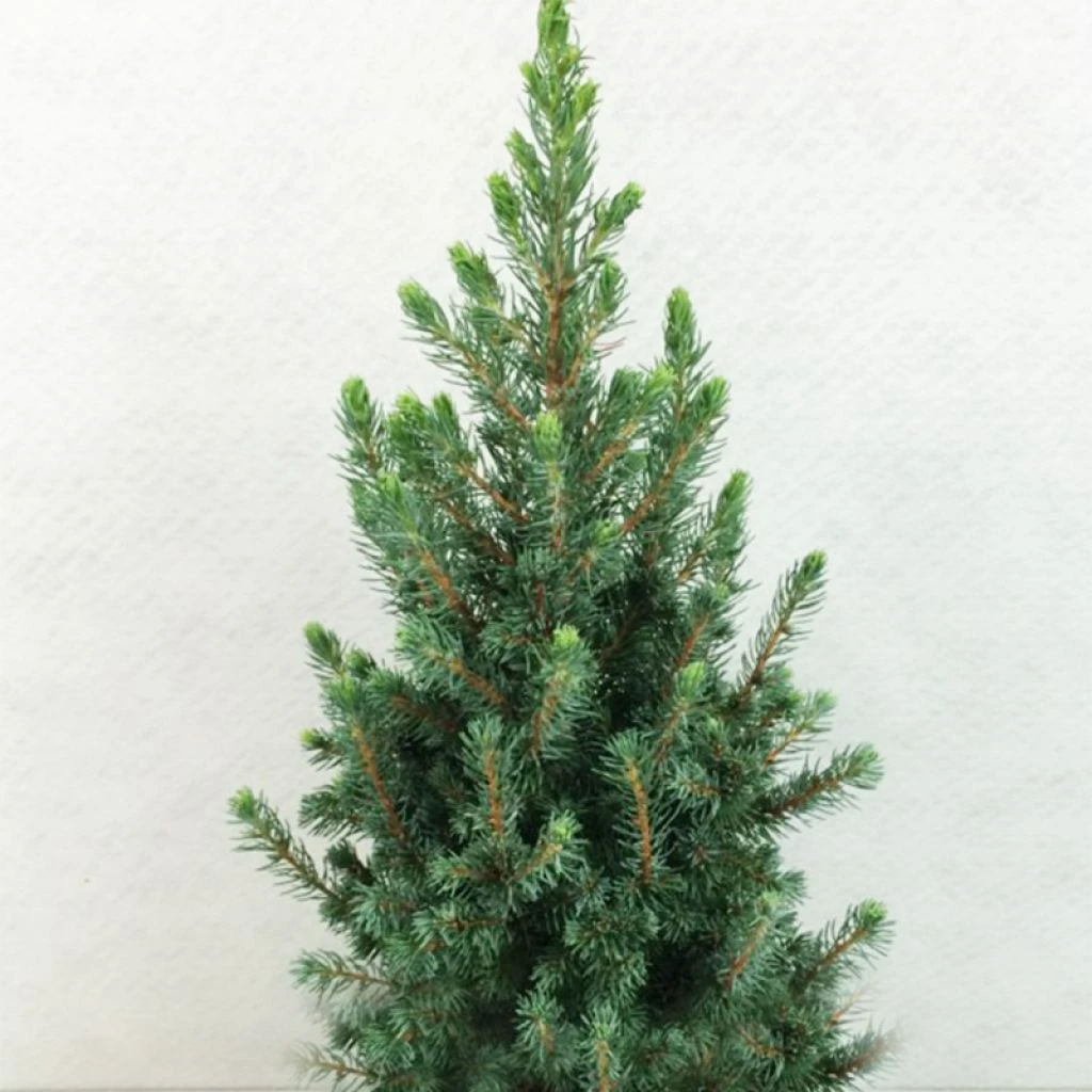 Epinette Blanche - Picea Glauca Conica Blue 1 Epinette Blanche - Picea Glauca Conica Blue