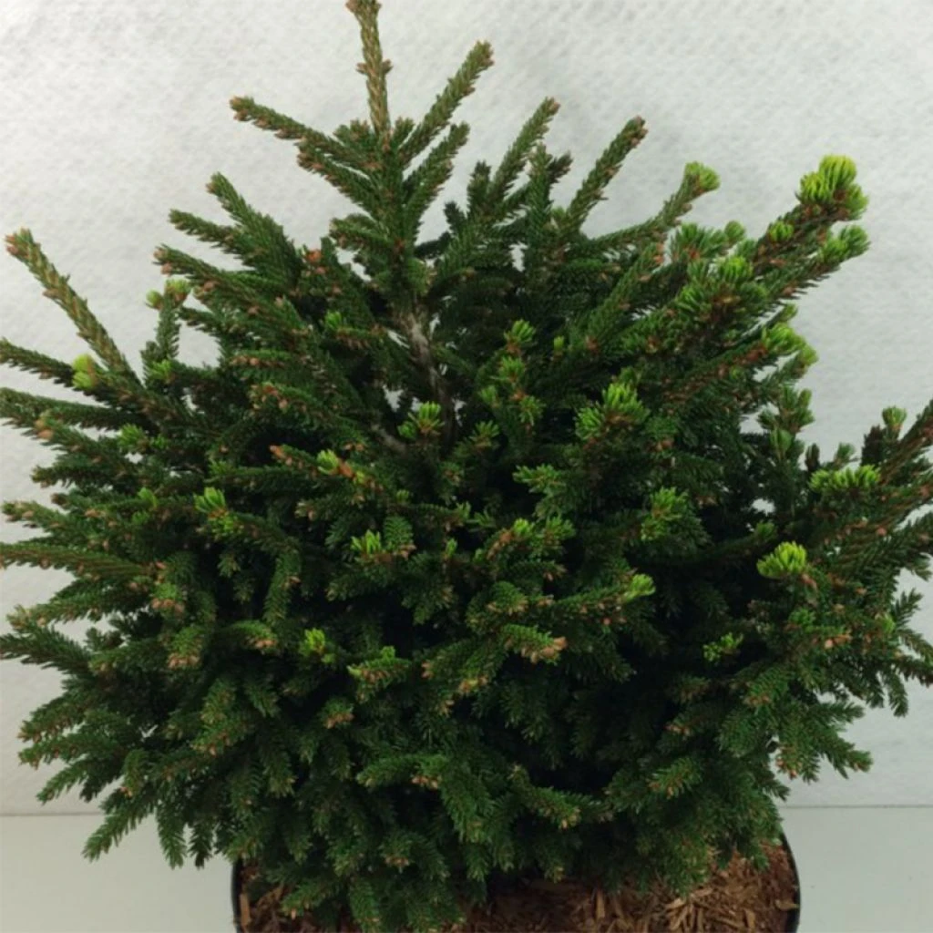 Picea Orientalis Barnes - Sapinette D'Orient 1 Picea Orientalis Barnes - Sapinette D'Orient