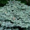 Epicea Bleu - Picea Pungens Glauca Globosa