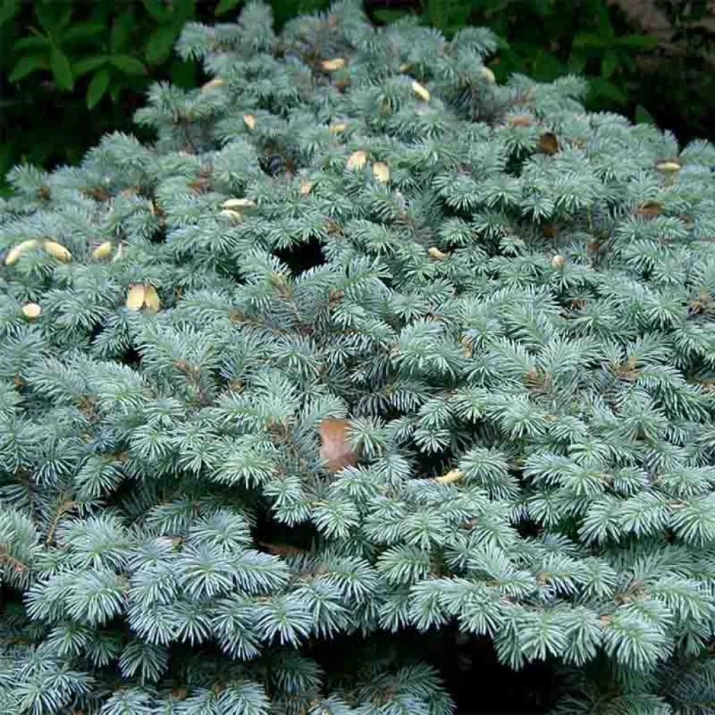 Epicea Bleu - Picea Pungens Glauca Globosa 1 Epicea Bleu - Picea Pungens Glauca Globosa