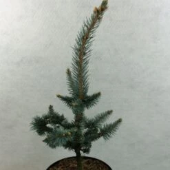 Picea Pungens Iseli Foxtail - Epicea Bleu