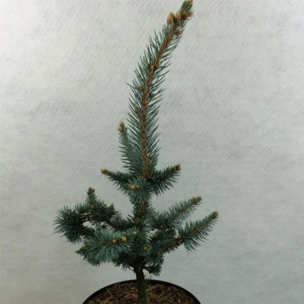 Picea Pungens Iseli Foxtail - Epicea Bleu 1 Picea Pungens Iseli Foxtail - Epicea Bleu