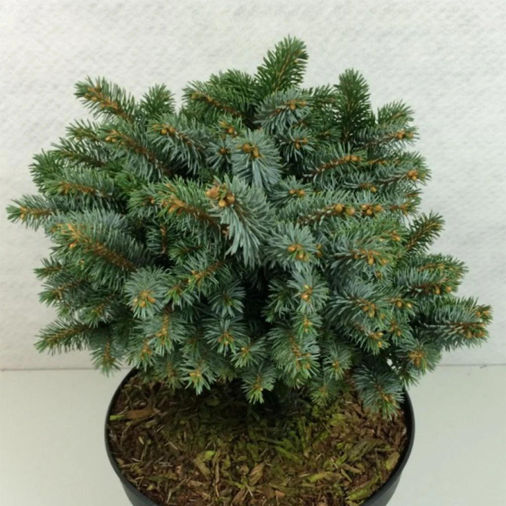 Epicea De Sitka - Picea Sitchensis Rom 1 Epicea De Sitka - Picea Sitchensis Rom
