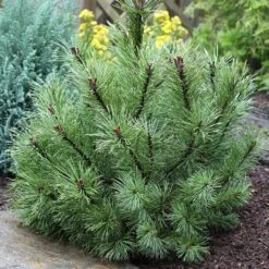 Pin à Crochets Ou Pin De Briançon - Pinus Uncinata