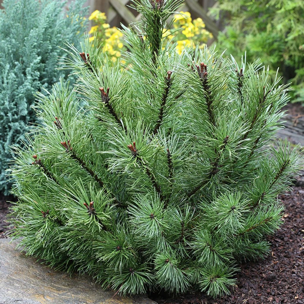 Pin à Crochets Ou Pin De Briançon - Pinus Uncinata 1 Pin à Crochets Ou Pin De Briançon - Pinus Uncinata