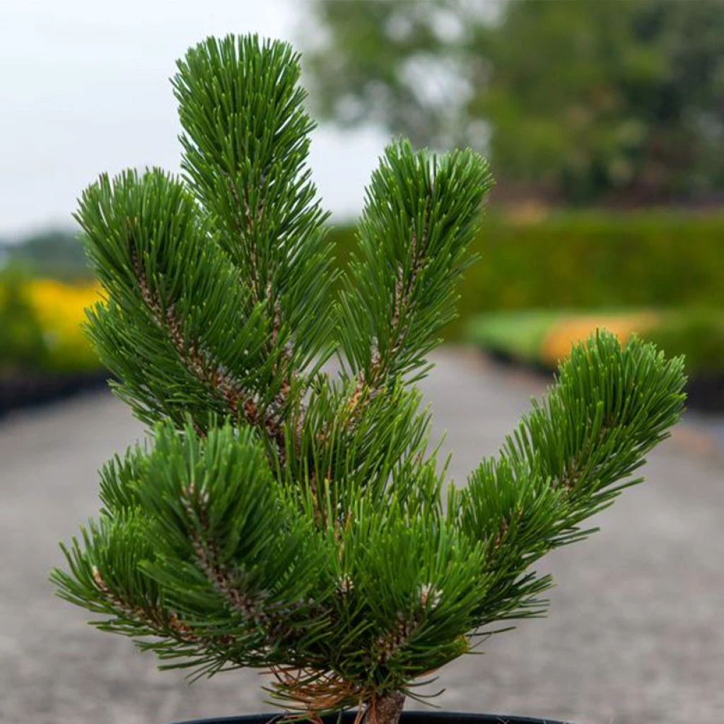 Pin Noir - Pinus Nigra Oregon Green 1 Pin Noir - Pinus Nigra Oregon Green