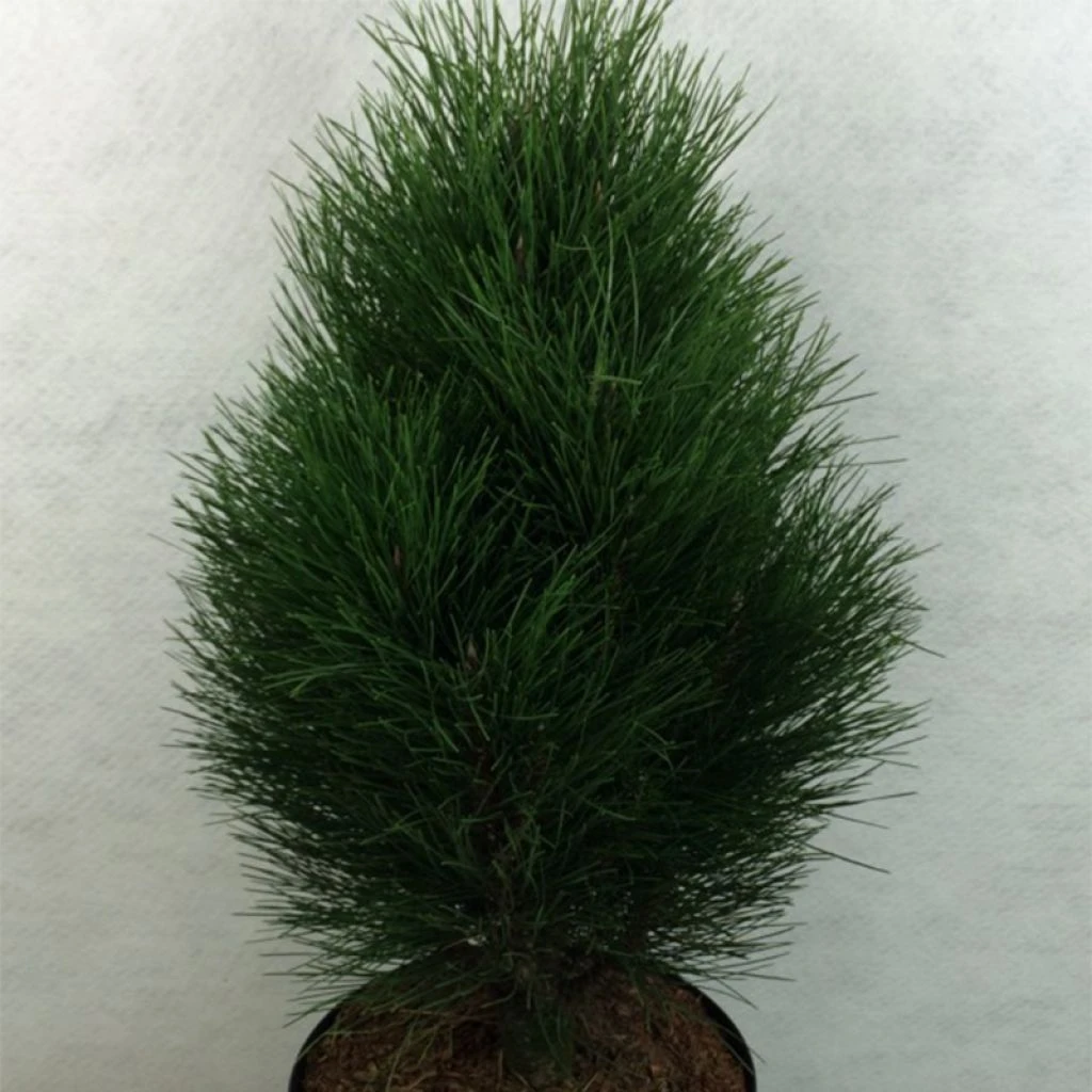 Pinus Nigra Green Tower - Pin Noir 1 Pinus Nigra Green Tower - Pin Noir