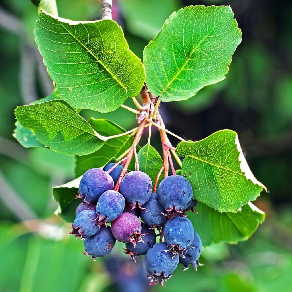 Amelanchier Alnifolia Saskatoon Berry 1 Amelanchier Alnifolia Saskatoon Berry