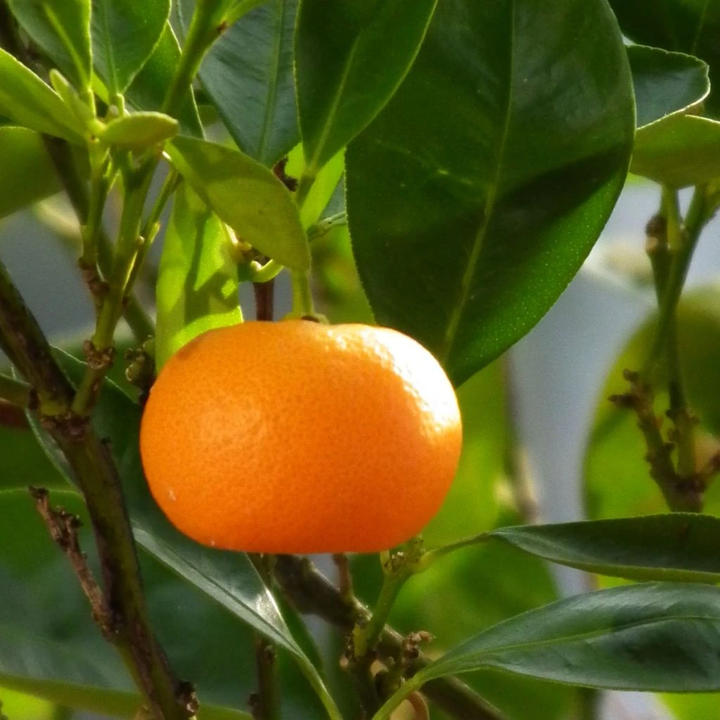 Mandarinier - Citrus Deliciosa - Agrumes 1 Mandarinier - Citrus Deliciosa - Agrumes