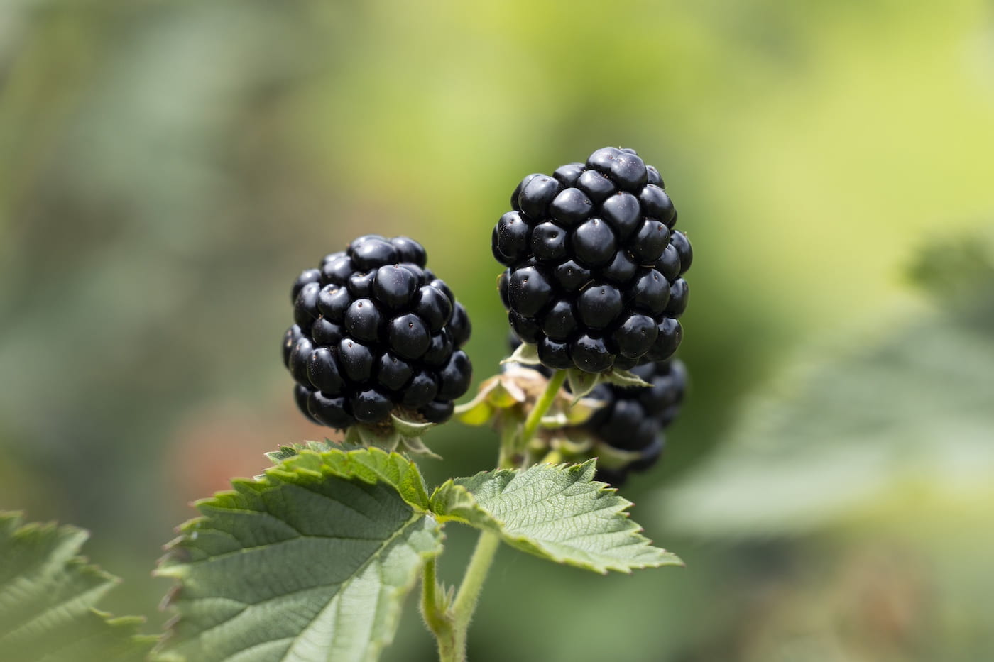 Feuilzyra Soldes Boutique -Feuilzyra Soldes Boutique ggggg 15